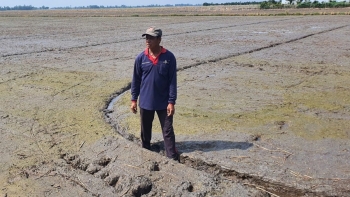 Nông dân Long An thành tỷ phú nhờ ứng dụng công nghệ: Trên trồng cây triệu đô, dưới cánh đồng lúa bội thu