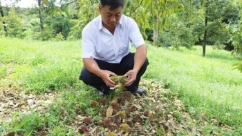 Người dân ‘xã tỷ phú’ ở Lâm Đồng rơi vào cảnh lao đao: Cây triệu đô liên tục rụng hoa, quả non là rơi