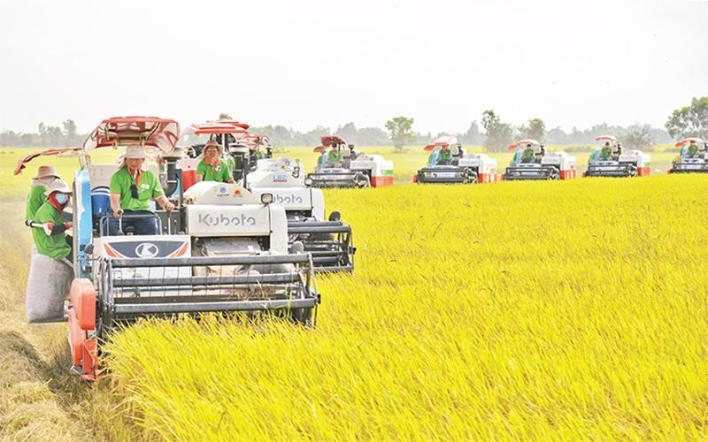 Giá bán và kim ngạch xuất khẩu tăng, vì sao doanh nghiệp gạo vẫn chưa thể gặt mùa vàng?