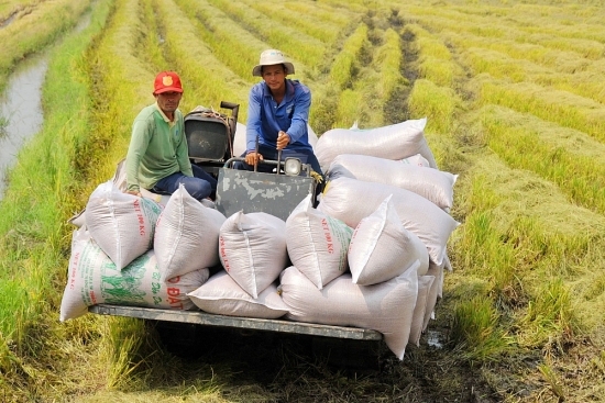 Bình ổn thị trường lúa gạo, Bộ Công Thương gửi văn bản khẩn cho doanh nghiệp