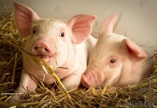 Vaccin dịch tả lợn Châu Phi của Dabaco đã kiểm nghiệm đạt tiêu chuẩn
