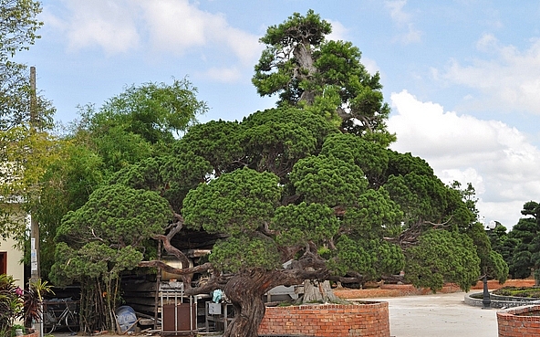 Chiêm ngưỡng lâu đài rộng 30ha, trồng hơn 1.000 cây tùng Nhật bề thế bậc nhất Nam Bộ của đại gia Trầm Bê
