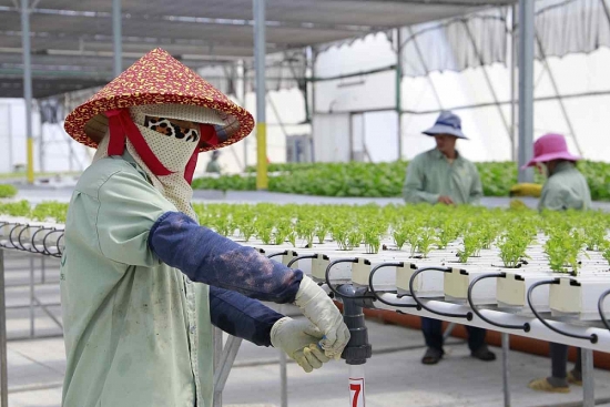 Chỉ có 13 dự án FDI nông nghiệp của Mỹ đầu tư vào Việt Nam