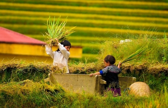 Tập đoàn gạo lớn nhất Australia muốn mở rộng đầu tư - doanh nghiệp, nông dân Việt 'gặp thời':