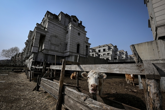 Cận cảnh hàng trăm căn biệt thự từng có giá triệu USD giờ bị bỏ hoang, biến thành nơi nuôi bò và dê