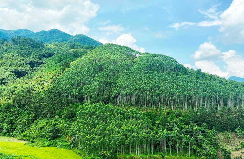 Việt Nam thu về hơn 51,5 triệu USD từ việc bán tín chỉ carbon rừng