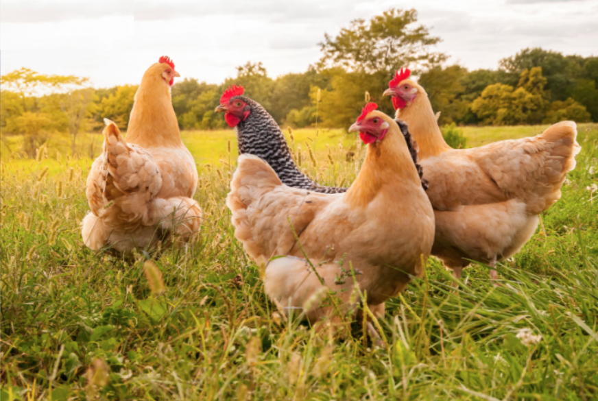 Từ ‘anh nuôi gà’ đến đại gia chăn nuôi, Dabaco sở hữu nhiều sáng chế trong lĩnh vực thực phẩm, chinh phục công nghệ sinh học chế tạo vaccine