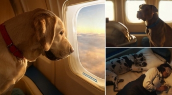Một hãng hàng không tung gói bay dành cho thú cưng, giá vé mỗi chiều hơn 200 triệu đồng