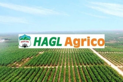 HAGL Agrico (HNG) báo lỗ 13 quý liên tiếp, nắm giữ vỏn vẹn hơn 6 tỷ đồng tiền mặt