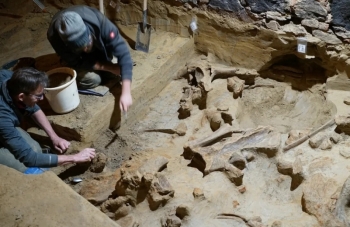 Phát hiện hàng trăm bộ xương voi ma mút 40.000 năm tuổi trong hầm rượu ở Áo