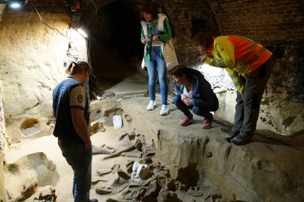 Phát hiện hàng trăm bộ xương voi ma mút 40.000 năm tuổi trong hầm rượu ở Áo
