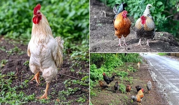 100 con gà hoang khiến cả một ngôi làng khốn đốn, ‘mất ăn mất ngủ’ vì tiếng gáy về đêm