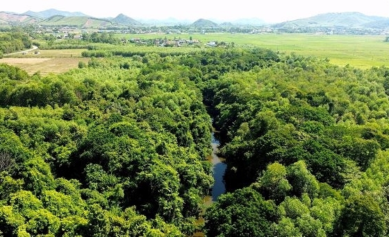 'Kho báu' gỗ quý 300 năm tuổi còn sót lại ở xóm nhỏ miền Trung, vua chúa đóng dấu 'thiết mộc' cấm buôn bán