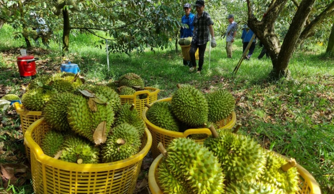 Loại quả tỷ đô của Việt Nam bất ngờ lao đao vì Trung Quốc, bộ Nông nghiệp và Môi trường họp khẩn