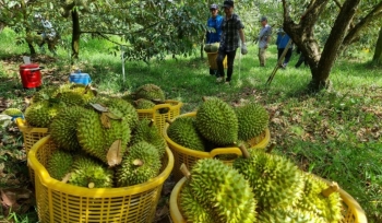 Loại quả tỷ đô của Việt Nam bất ngờ lao đao vì Trung Quốc, bộ Nông nghiệp và Môi trường họp khẩn