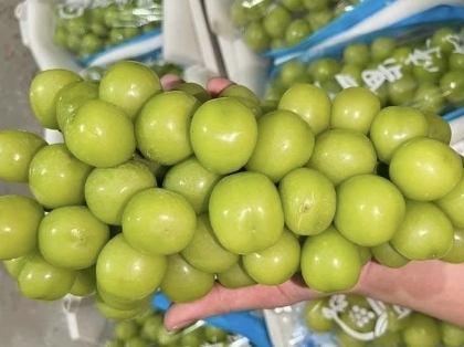 Việt Nam đang giám sát nho Trung Quốc nhập khẩu như thế nào?