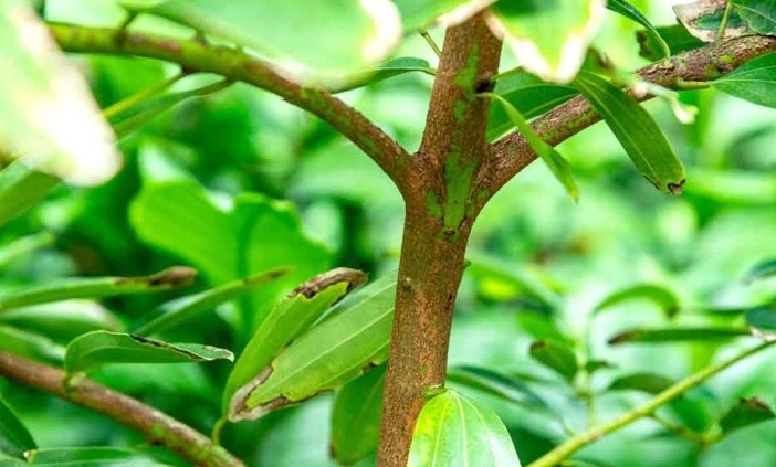 Loại cây 'bóc vỏ, bứt lá' là ra tiền của Việt Nam được Ấn Độ săn đón, sẵn sàng chi cả trăm triệu USD để mua