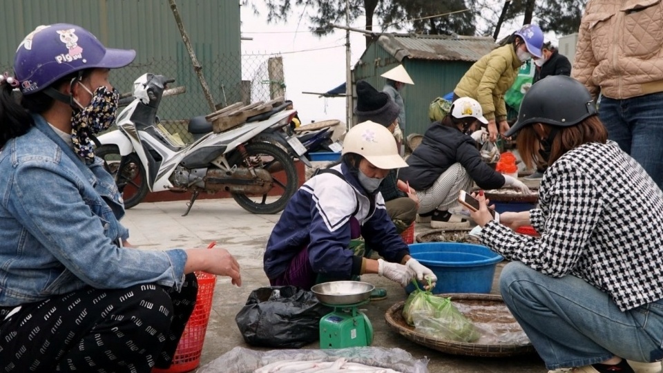 Ngư dân Thanh Hóa kiếm hàng chục triệu/ ngày nhờ đặc sản mềm, ngon