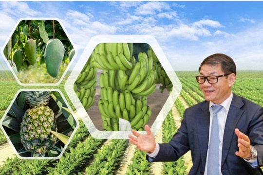 THACO AGRI của tỷ phú Trần Bá Dương sắp 'bùng nổ' với dự án cung cấp 3,6 triệu cây giống chuối mỗi năm