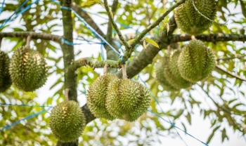 Loại quả tỷ đô dính 'báo động đỏ' từ Trung Quốc, Chủ tịch hiệp hội gửi tâm thư đến Bộ trưởng để cứu người nông dân