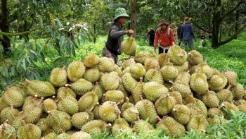 Hết thời bán tháo, sầu riêng Việt ‘hồi sinh’ trên đất Trung Quốc