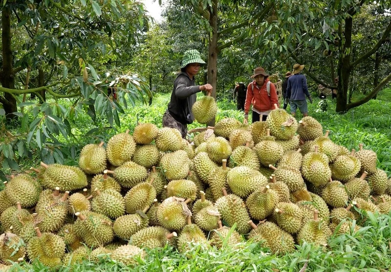 Hết thời bán tháo, sầu riêng Việt ‘hồi sinh’ trên đất Trung Quốc