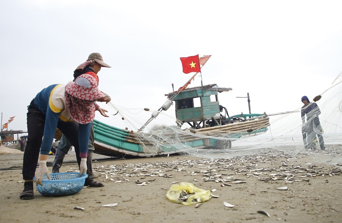 Cá trích vào mùa: Ngư dân Thanh Hóa thu bạc triệu mỗi ngày từ 'lộc biển'