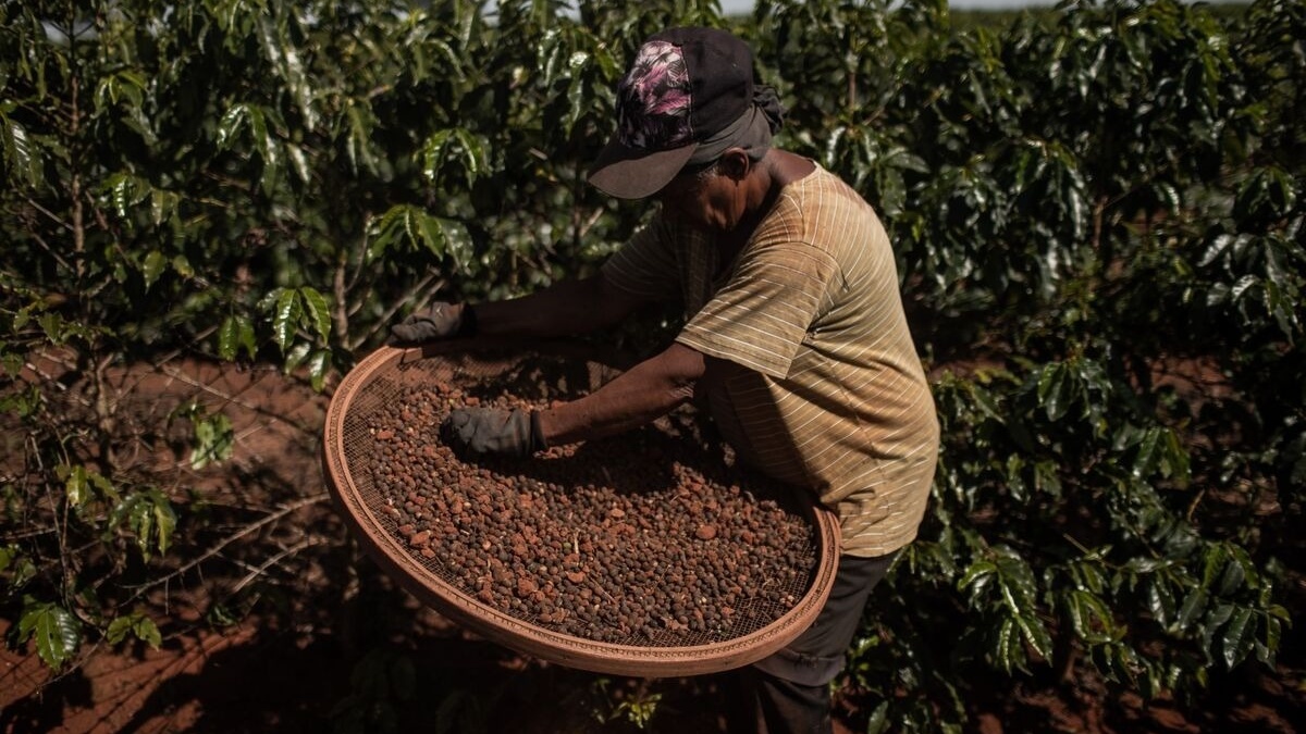 Hạn hán Brazil khiến cà phê 'sốc giá': Nông dân vét sạch kho, Starbucks gần 100.000 đồng/ly