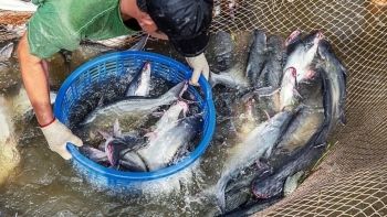 'Cá tỷ đô' sốt giá, người nuôi Đồng Tháp lên như diều gặp gió