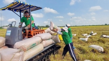 Giá gạo Việt Nam đối diện sức ép lao dốc khi Ấn Độ dỡ lệnh cấm vận