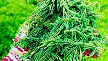 Loại rau nhà nghèo giờ thành 'siêu phẩm', giá 100.000 đồng/kg ai cũng tranh mua