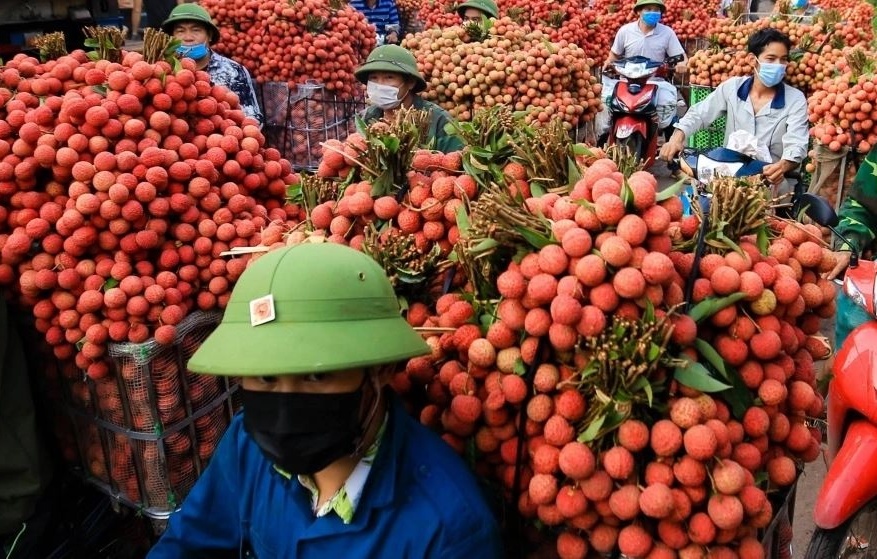 Thủ phủ vải thiều kỳ vọng vụ mùa 2025 bội thu, sẵn sàng chinh phục thị trường thế giới