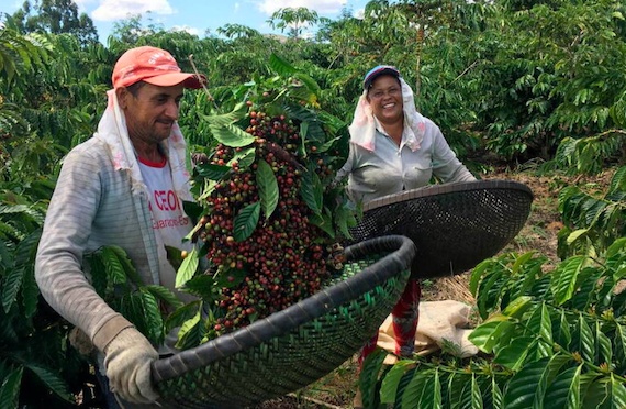 Chấn động ngành cà phê Brazil: Hai nhà xuất khẩu lớn xin bảo hộ phá sản