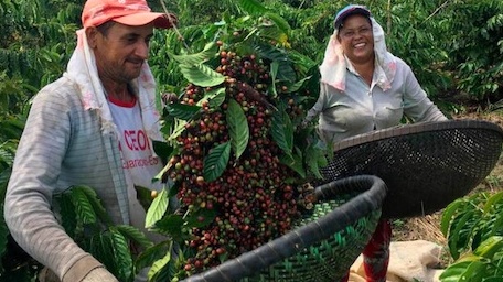 Chấn động ngành cà phê Brazil: Hai nhà xuất khẩu lớn xin bảo hộ phá sản