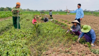 Nông dân Thái Bình đổi đời nhờ trồng 'cây thuốc vàng', có nơi thu hàng chục tỷ mỗi năm: Bà con vui như mở hội