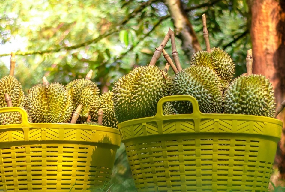 Một mặt hàng chủ lực 'tắc đường sang Trung Quốc', xuất khẩu rau quả Việt Nam lao dốc
