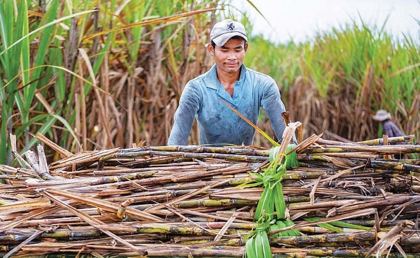 Một doanh nghiệp Indonesia có hành vi lẩn tránh thuế chống bán phá giá của Việt Nam