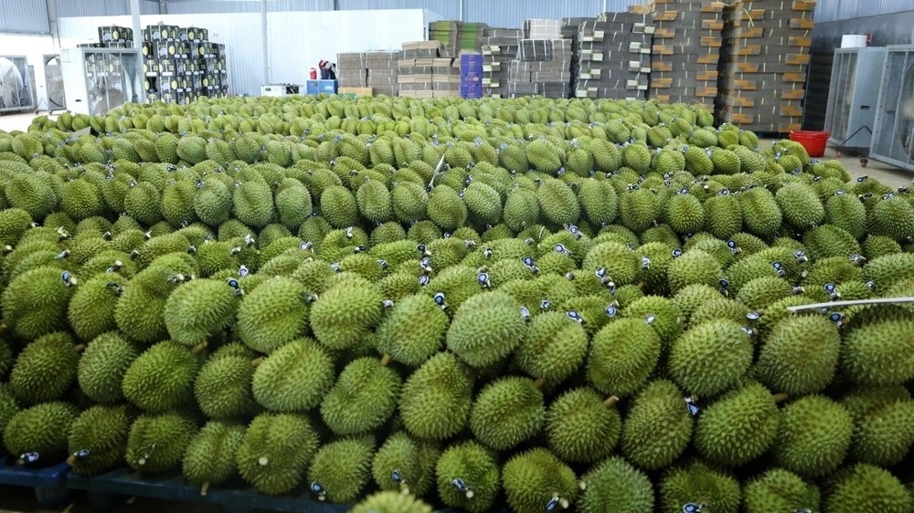 Sầu riêng Việt Nam và Thái Lan bị người mới đe dọa trên 'sân chơi  tỷ đô' Trung Quốc