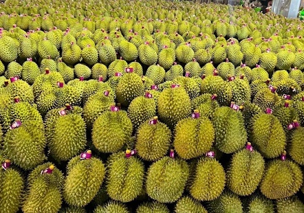 Xuất khẩu rau quả sang Trung Quốc lao dốc do siết chặt kiểm tra dư lượng chất vàng O