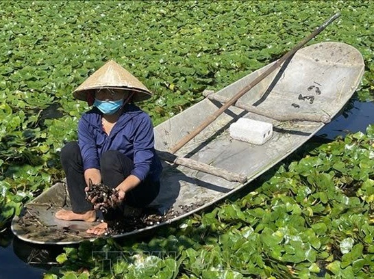 Loại củ ở Vĩnh Long ăn bùi, ngọt giúp người dân kiếm tiền gấp đôi trồng lúa