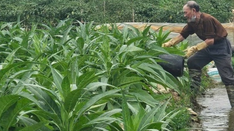 Nông dân Hải Phòng làm giàu lên từ loại đặc sản ‘tiến vua’, giá bán chạm ngưỡng 2 triệu/kg