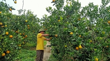 Nếu sáp nhập Hoà Bình - Vĩnh Phúc - Phú Thọ thành 1 tỉnh, nông sản cam Cao Phong, bưởi Đoan Hùng,... có bị mất tên gọi?