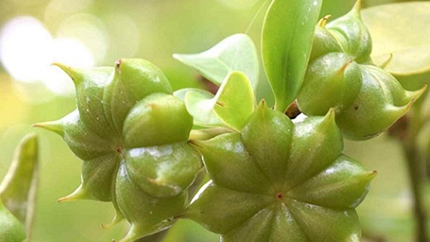 Việt Nam sở hữu loại hoa được coi là 'báu vật trời ban', cực hiếm trên thế giới: Mang về hơn 12 triệu USD trong quý I/2025