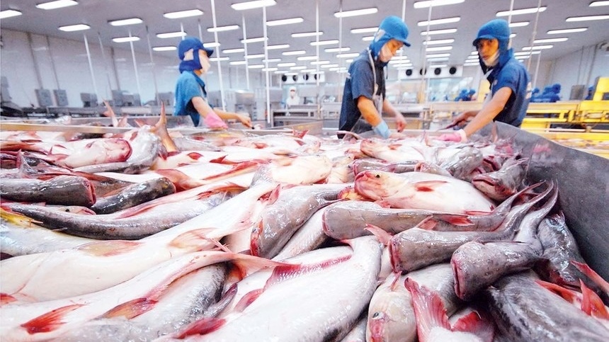 Hoãn thuế 90 ngày: Cá tra Việt có cơ hội 'chiếm sân' tại Mỹ