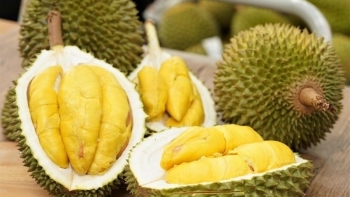 Đưa sầu riêng chín cây lên bàn tiệc nhà giàu Trung Quốc chỉ trong 48 giờ: Xuất hiện đối thủ đáng gờm của sầu Việt