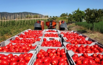 Một trong những mặt hàng nông sản mang lại ngoại tệ lớn nhất cho Mexico vừa bị Mỹ áp thuế gần 21%
