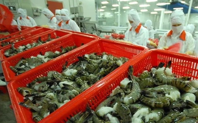Gần 1 tỷ USD sau 3 tháng: Tôm Việt xuất khẩu thăng hoa nhưng áp lực vẫn đè nặng