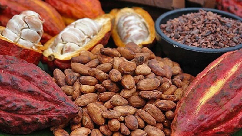 Việt Nam có loại thực phẩm là 'kim cương đen' ăn mỗi ngày giúp trẻ lâu và sống thọ, giá đang tăng vọt trên toàn thế giới