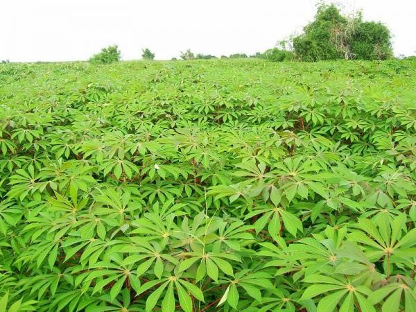Một loại củ Việt giá rẻ, bất ngờ thu gần 400 triệu USD từ xuất khẩu chỉ trong 3 tháng