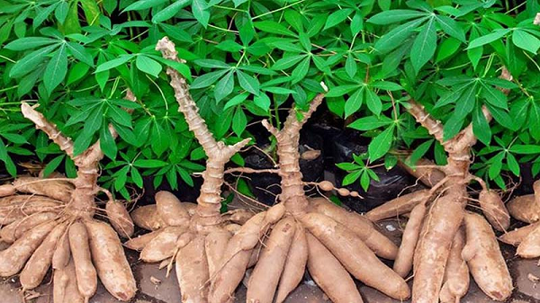 Một loại củ Việt giá rẻ, bất ngờ thu gần 400 triệu USD từ xuất khẩu chỉ trong 3 tháng